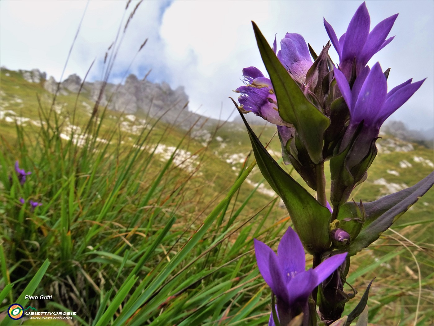 40 Gentianella rhaetica (Genzianella retica).JPG